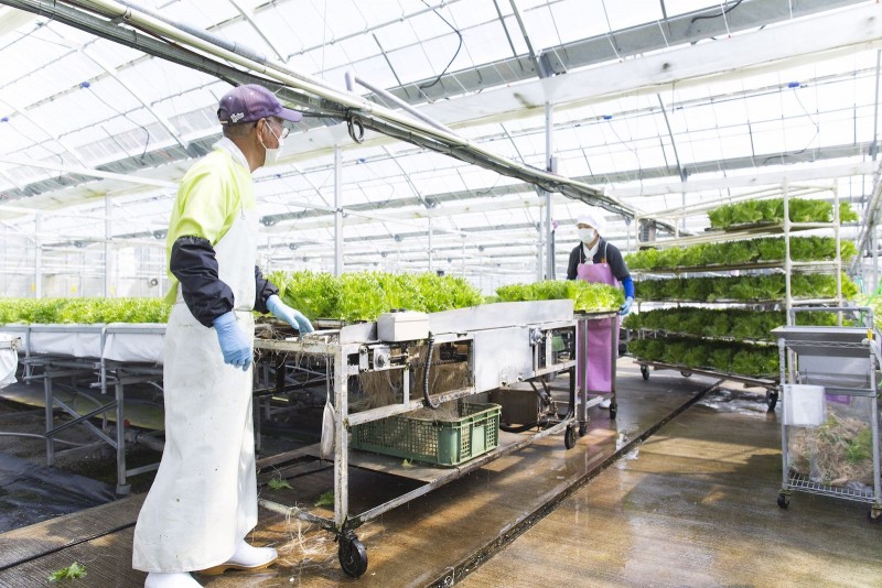 一日7000株のレタスを生産・収穫・出荷しています
