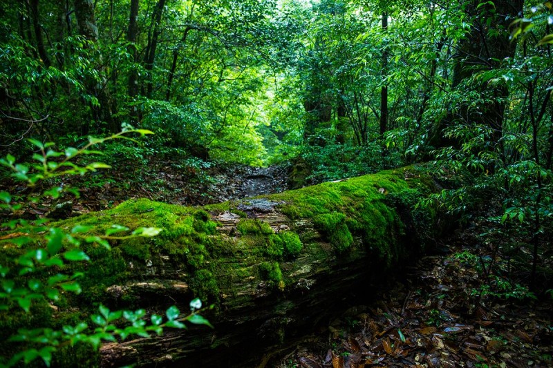 自然の息遣いを感じながら走ることがトレイルランニングの醍醐味のひとつ