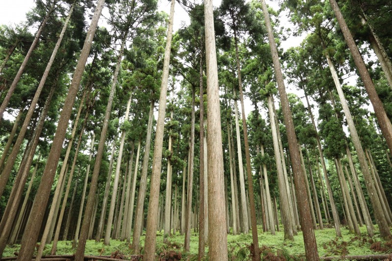 面積の約95%が山林のうち、約8割が杉や檜などの人工林です。