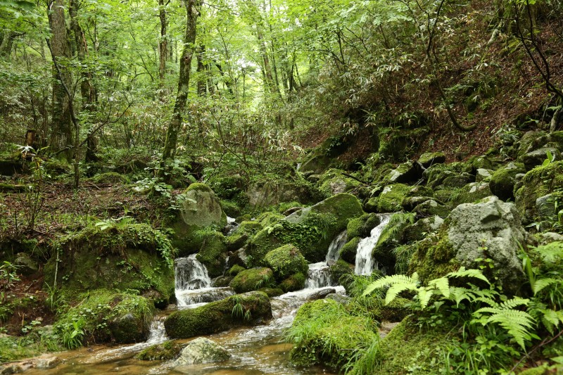 森の植物と同じように、挑戦者同士もお互い支え合い、生態系を形成しています。