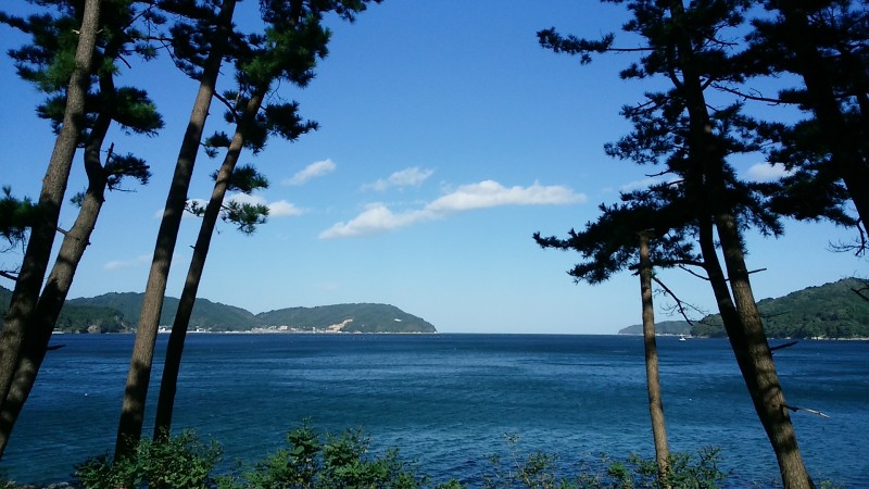 波が穏やかな根浜の海とマツ