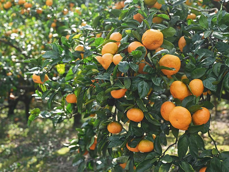 みかんの木