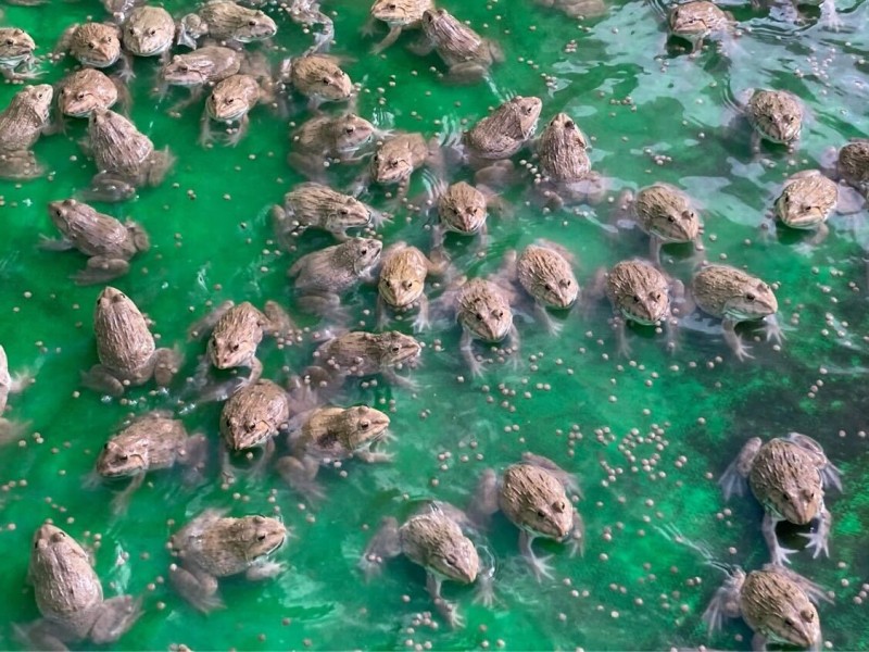 カンボジアのカエル養殖場