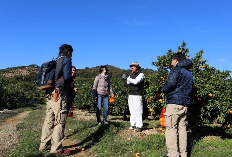 三ヶ日のみかん畑にて