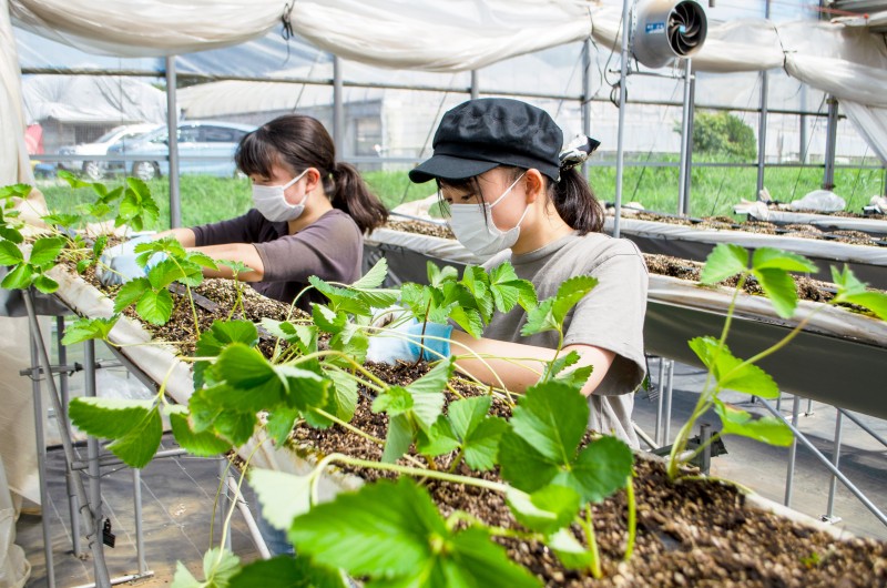 いちごの定植_2