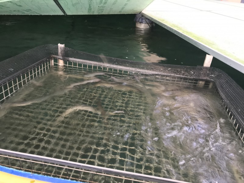 うなぎの養殖場