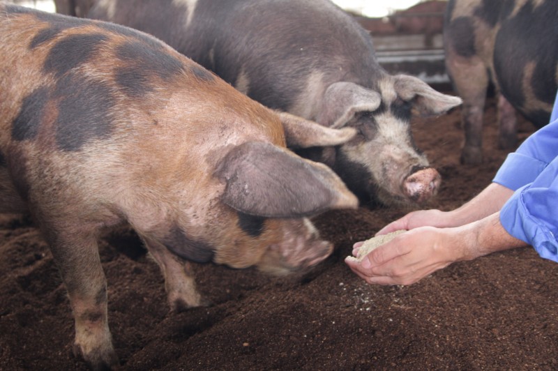 平田牧場の豚は、お米を食べて美味しく育ちます。