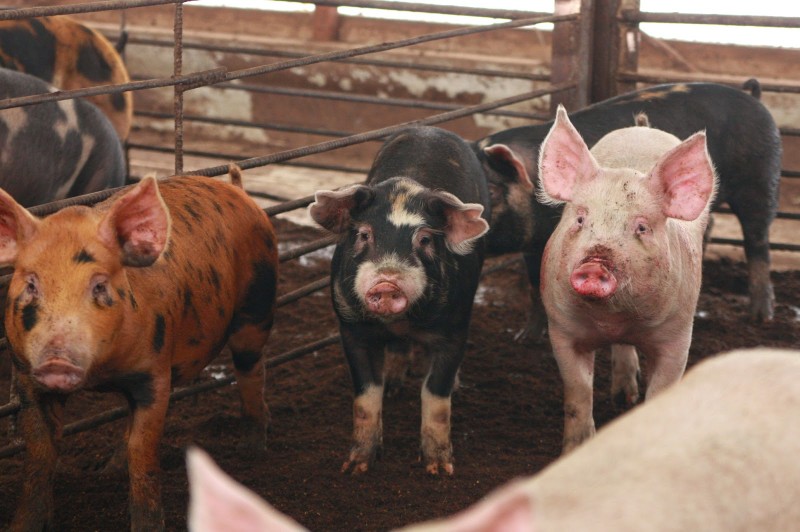 平田牧場金華豚、平田牧場三元豚、純粋金華豚