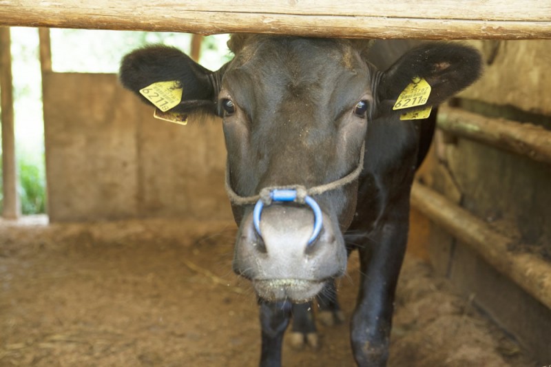 農業だけでなく畜産も