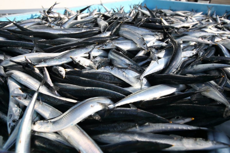 サンマの水揚げのようす