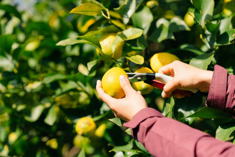 レモン栽培