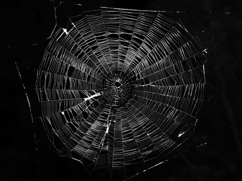 Typical-orb-web-photo