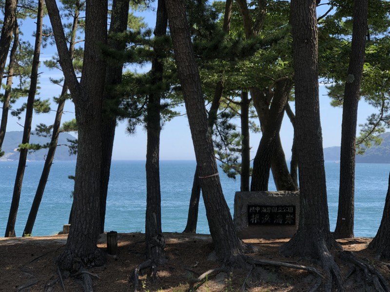 05根浜海岸の松林