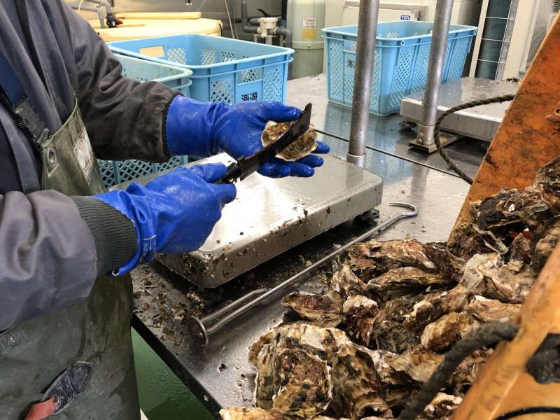 生食用の牡蠣は、殻をたたいて穴が開いていないかどうか調べる。音の違いでわかるそうだ。