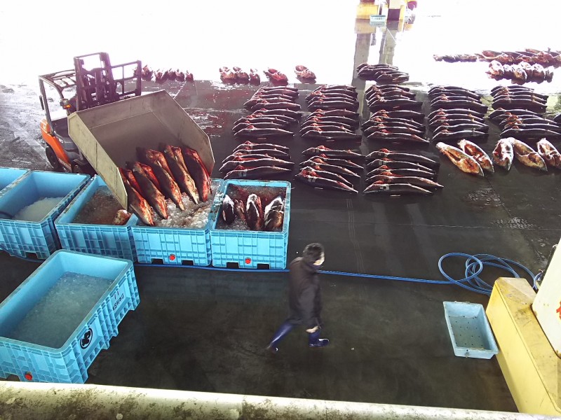 本で13しかない特定第三種漁港、気仙沼港。【下】カツオと並んでサメの水揚げも日本一だ。やはり気仙沼といえば水産。しかし、その確立された「ブランドイメージ」が、かえって産業多角化を図ろうとする際の足かせになることもあるという。