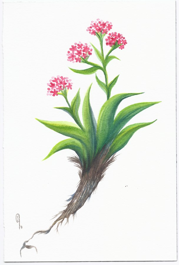 ジャタマンシー