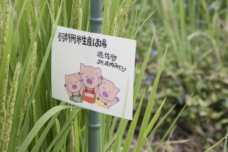 お米を育てる現場