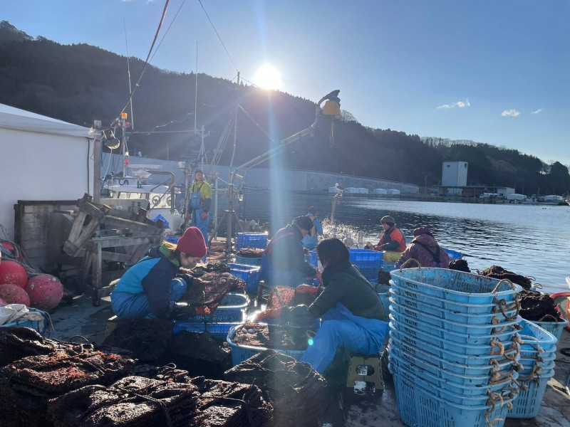 臼山さん3_大船渡の漁師さんのお手伝い