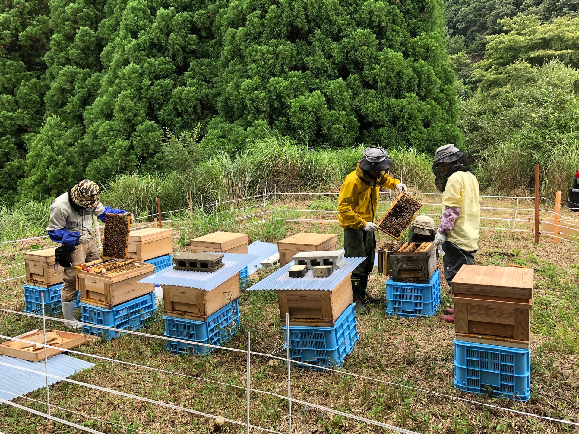 西粟倉村での養蜂事業写真