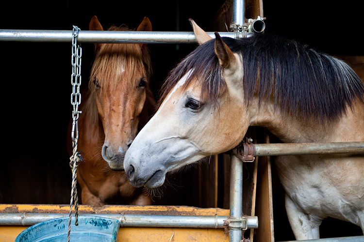 (credit:ホーストレッキンファーム三浦海岸)