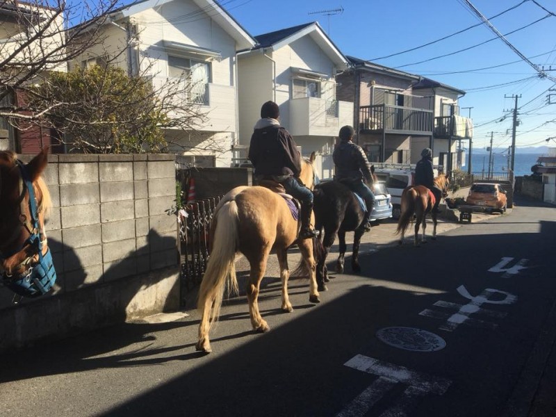(credit:ホーストレッキンファーム三浦海岸)