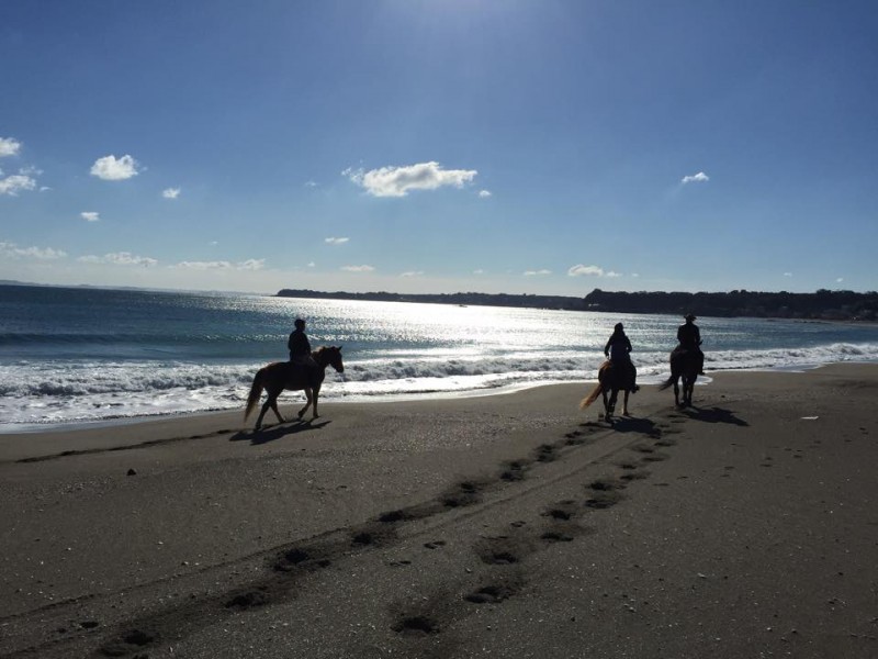 (credit:ホーストレッキンファーム三浦海岸)